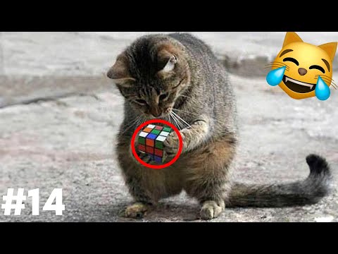 Видео: СМЕХ ДО СЛЕЗ😂 САМЫЕ СМЕШНЫЕ КОШКИ И СОБАКИ 😹🐶 #14