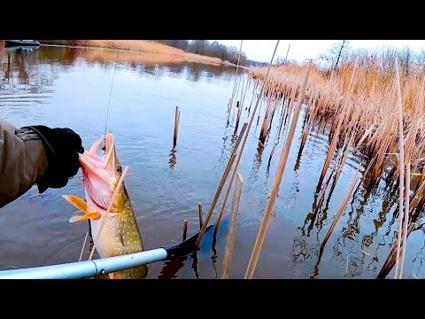 Видео: ЩУКА ВОР! Рыбалка на спиннинг! Красивые и любимые места!