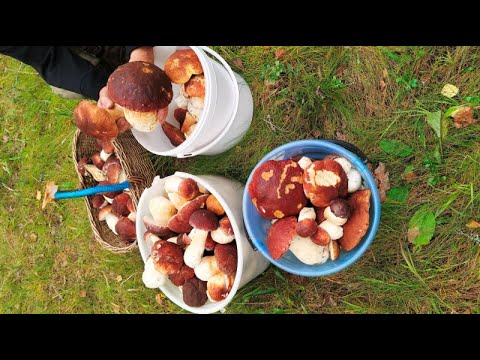 Видео: Боровые Алёховщины. 5.9.25. Второй заход