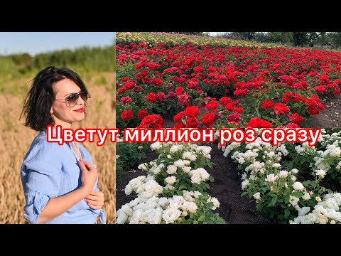 Видео: Цветут миллион роз сразу.Эпизод I.#maryroses.ru