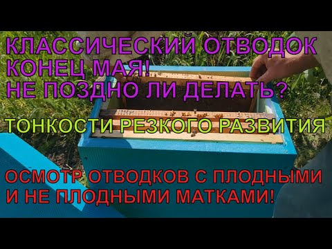 Видео: КЛАССИЧЕСКИЙ ОТВОДОК КОНЕЦ МАЯ поздно или нет? ПРАВИЛЬНЫЕ УСЛОВИЯ для старта и приноса мёда ✅☝️🐝