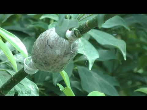 Видео: Размножение растений воздушными отводками(Шеффлера)