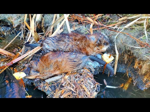 Видео: Простой набор для ловли ондатры. Яблоки для приманки.