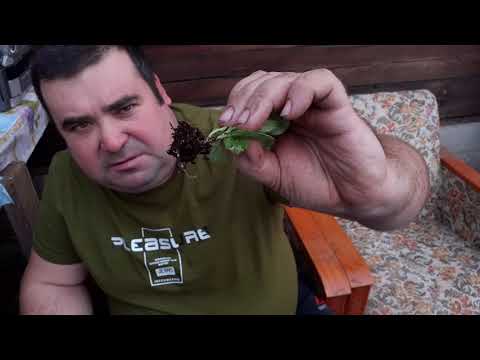 Видео: Как черенковать петунию и укоренять.