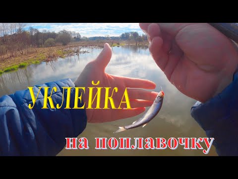 Видео: Рыбалка на поплавочную удочку. Мелкая уклейка