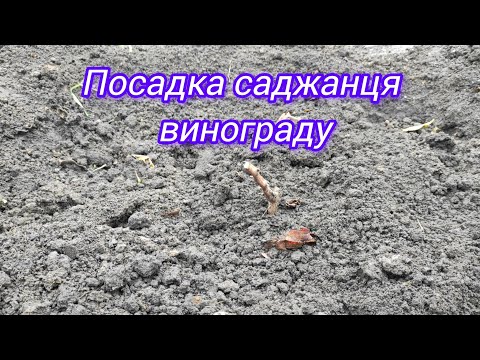 Видео: Посадка саджанця винограду 