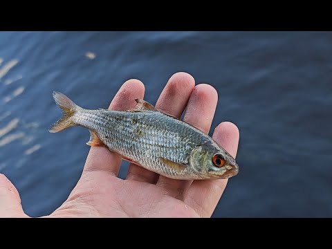 Видео: Не ожидал такой рыбалки Санкт Петербурге #fishing #fish #walking #природа