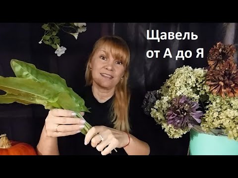 Видео: Щавель от  А до Я в природном земледелии.