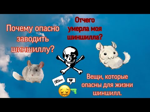 Видео: Почему опасно заводить шиншиллу//Вещи, которые опасны для жизни шиншилл//Отчего умерла моя шиншилла
