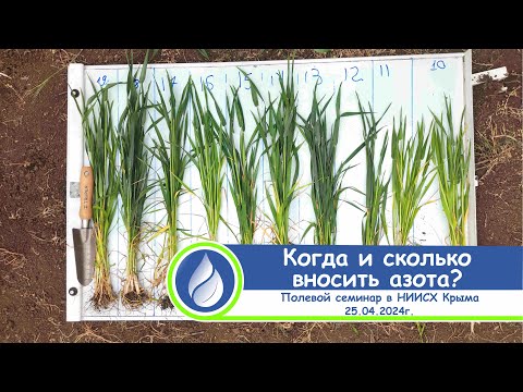 Видео: Когда и сколько вносить азота под озимую пшеницу?