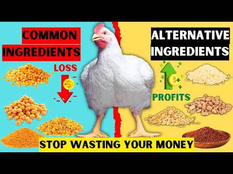 Видео: ТОП-9 АЛЬТЕРНАТИВНЫХ КОРМОВЫХ ИНГРЕДИЕНТОВ ДЛЯ ЭКОНОМИИ | ХВАТИТ ТРАТИТЬ ДЕНЬГИ НА ПОКУПКУ ДОРОГИ...