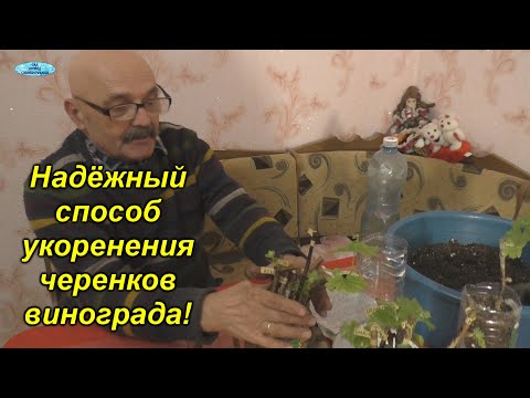 Видео: Укоренение винограда - золотые правила укоренения! 100% способ укоренения черенков!!!