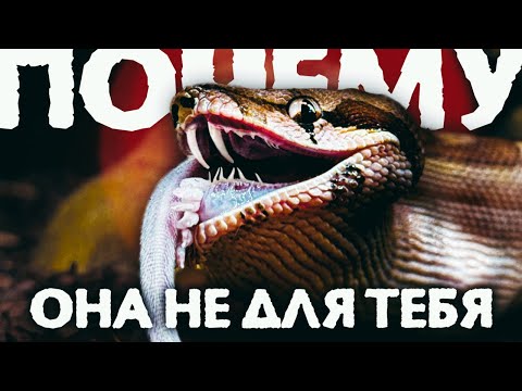 Видео: 5 ПРИЧИН НЕ ЗАВОДИТЬ ЗМЕЙ ДОМА - ПИТОНА, ПОЛОЗА И УДАВА | ЧЕМ ОНИ ПЛОХИ?