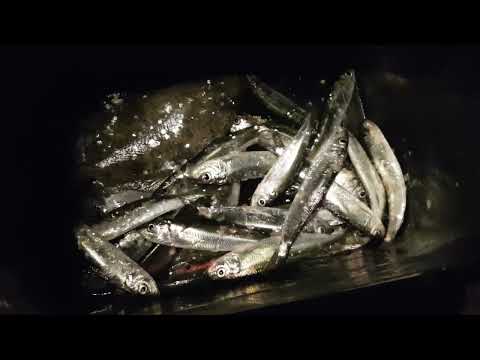 Видео: Щука, камбала, селёдка