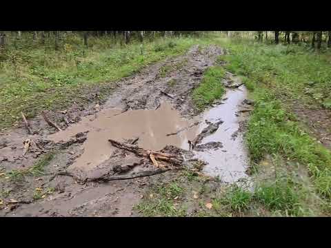 Видео: Дастер застрял #внедорожник #природа #дорога #бездорожье #лес #грибы #vehicles #nature #outroad 