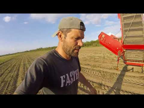 Видео: 08.09.17 г Уборка картофеля нападение крысы