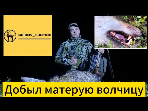 Видео: Добыл матерую волчицу и сохранил фермерское хозяйство!