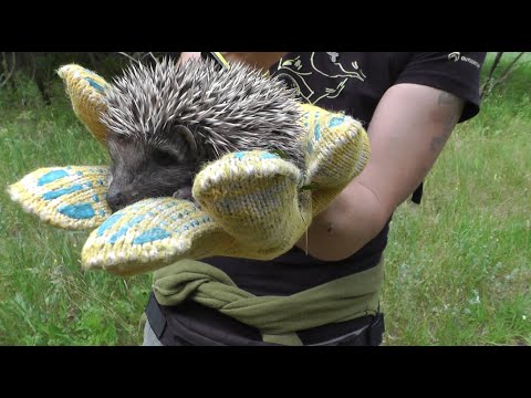 Видео: НАШЛИ МАЛЕНЬКОГО ЕЖОНКА и ЧУТЬ НЕ ПОДОХЛИ ОТ МИЛОТЫ [ Ламповый и ДОБРЫЙ видосик ]