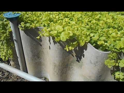 Видео: вербейник монетчатый