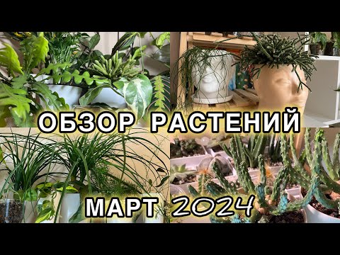 Видео: 💜💚МОИ ЛЮБИМЫЕ РАСТЕНИЯ | ОБЗОР ЦВЕТОЧНОЙ КОЛЛЕКЦИИ в марте 2024 | не все пережили зиму🌿💚💜