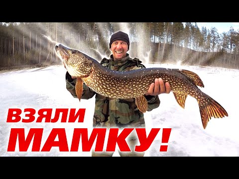 Видео: Трофейная щука на жерлицы! 3 дня в тайге. Подводная съемка. Как проходят обычные дни рыбаков