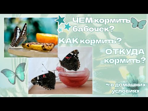 Видео: Как кормить бабочек? Чем кормить бабочек? Кормёжка бабочек в домашних условиях
