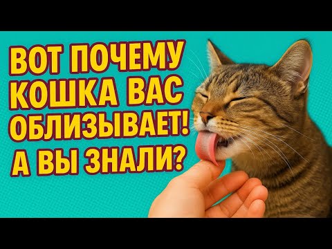 Видео: Почему ваша кошка “умывает” вас?