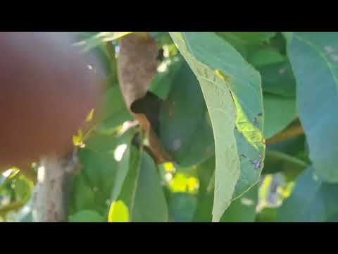 Видео: Орех Песчанский , сигналка