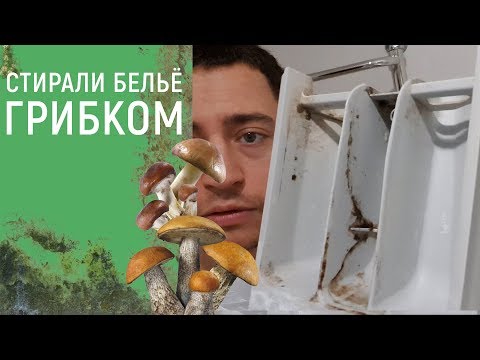 Видео: Уборка квартиры в Южном Городе I Опасный грибок