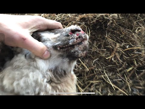 Видео: Губница (грибок) у овец .