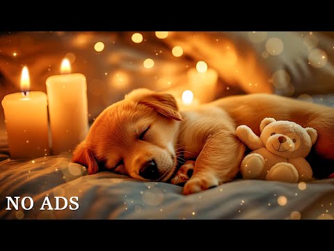 Видео: 12 часов успокаивающей музыки для собак🦮💖Музыка для релаксации щенков🐶🎵Музыка для облегчения тр