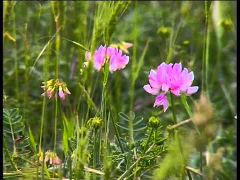 Видео: Semencata СЕМЕНЦАТА