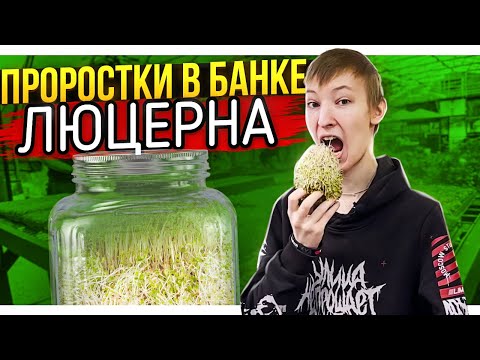 Видео: Как прорастить люцерну в банке? Килограммы витаминов за копейки!