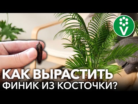 Видео: Вырастить ФИНИКОВУЮ ПАЛЬМУ из косточки ЛЕГКО! Опытный агроном советует самый простой способ