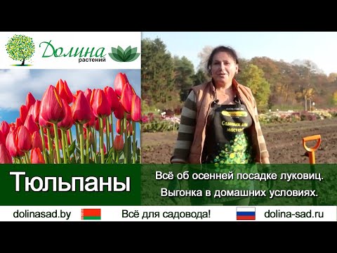 Видео: Тюльпаны: все тонкости подготовки луковиц, посадки и ухода. Выгонка тюльпанов в домашних условиях