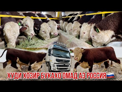 Видео: Худи ҳозир букаҳои гушти омад 14 октября 2024 г.