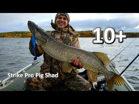 Видео: Щука 10200 на Strike Pro Pig Shad. 10+ kilo pike on Strike Pro Pig Shad. Монстр