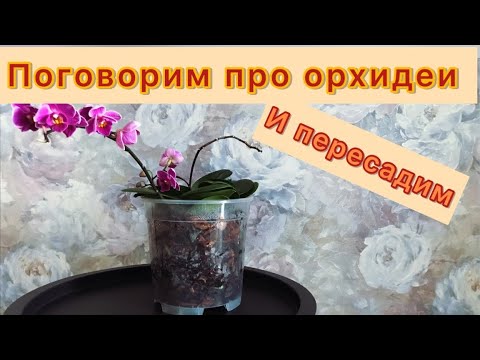 Видео: Пересадка трех новых орхидей вместе, после покупки.