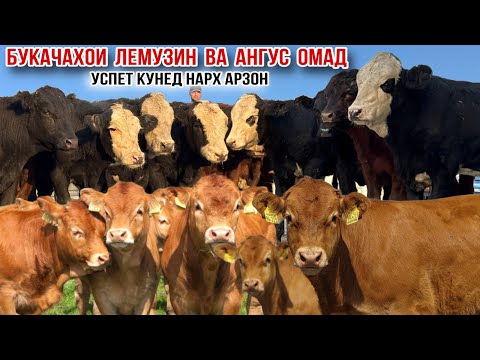 Видео: БУКАЧАХОИ ЛЕМУЗИН ВА АНГУС ОМАД УСПЕТ КУНЕД НАРХ АРЗОН 17 октября 2025 г.