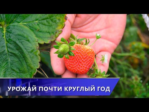 Видео: В Витебском районе фермер выращивает клубнику практически круглый год (30.10.2025)