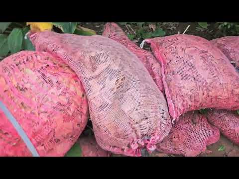 Видео: Укрытие крупнолистных гортензий. Способ номер 1, самый простой и надёжный.