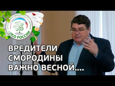 Видео: СДЕЛАЙТЕ ВЕСНОЙ ДЛЯ ЗАЩИТЫ СМОРОДИНЫ от болезней и вредителей . Болезни и вредители смородины.