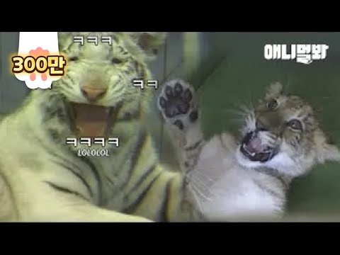 Видео: Белый тигр улыбается милому поведению малыша-лигера