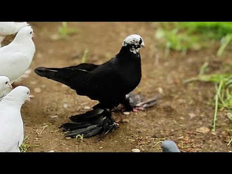 Видео: Бойние голуби. Молодые Белоголовые - Агбаши набирают красоту. 29.04.23 Грузия. Тбилиси