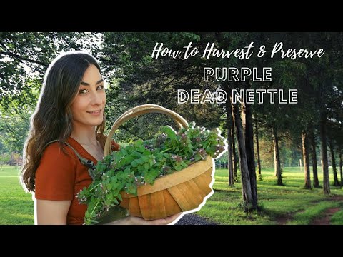 Видео: И подумать только... это всего лишь сорняк | ПУРПУРНАЯ МЕРТВАЯ КРАПИВА |