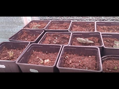 Видео: Работа с клубнями глоксиний