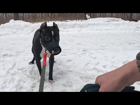 Видео: СТАФФОРД АГРЕССИЯ НА ЛЮДЕЙ. РЕШАЕМ ПРОБЛЕМУ!