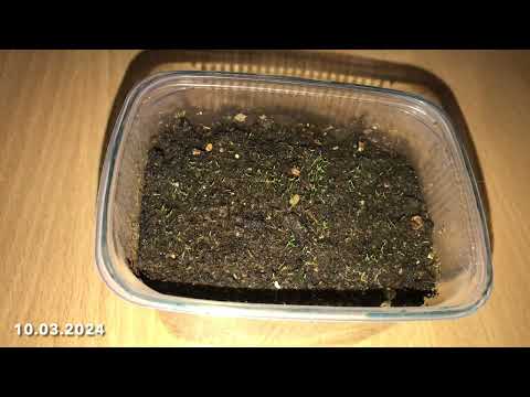 Видео: Мшанка из семян. Первые потери. Второй месяц после посева