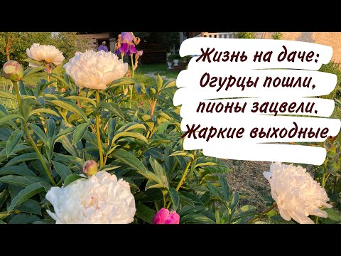 Видео: Жизнь на даче: Огурцы пошли, пионы зацвели. Жаркие выходные.