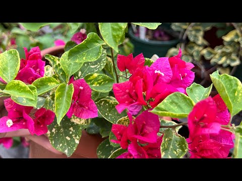 Видео: Болмо гулу. Бугенвиллея гулу ,менин бакчамдын Ханышасы 💥